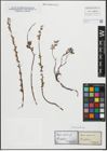 Foto von Salix repens L.